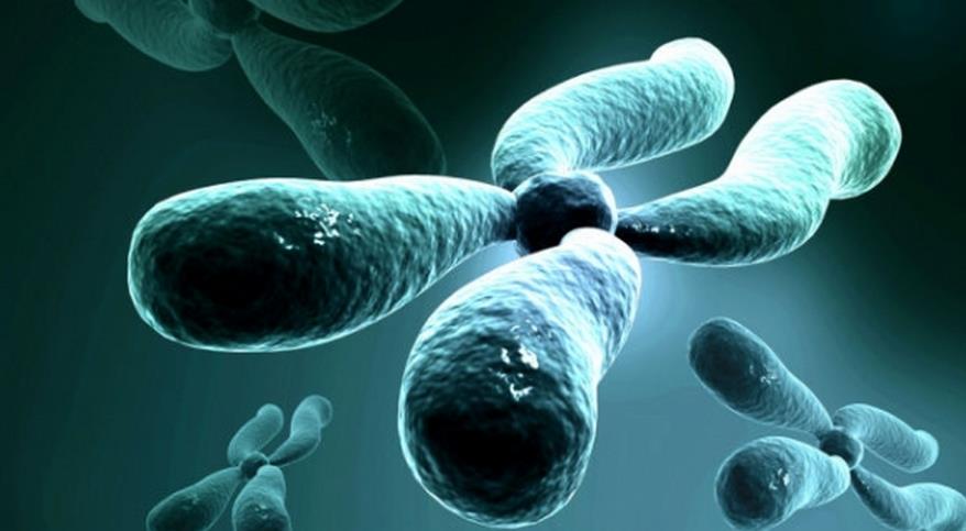 赴美产子之胎儿监护技术